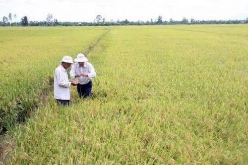 Giá lúa giảm khiến nông dân thất thu