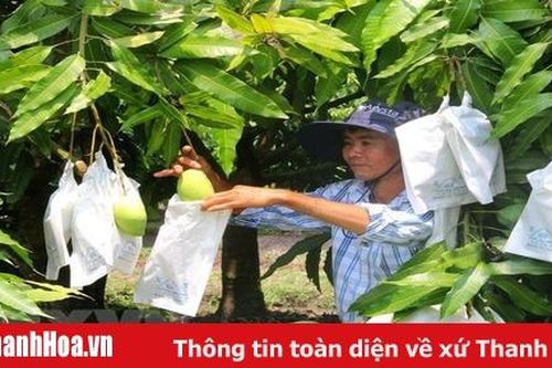 Xoài Việt Nam chính thức được xuất khẩu sang thị trường Hoa Kỳ