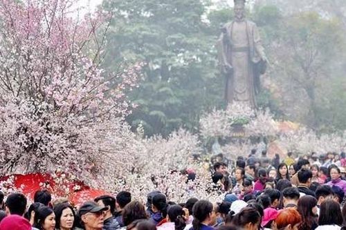 Trưng bày 20.000 cành hoa anh đào và tuyển chọn Đại sứ thiện chí