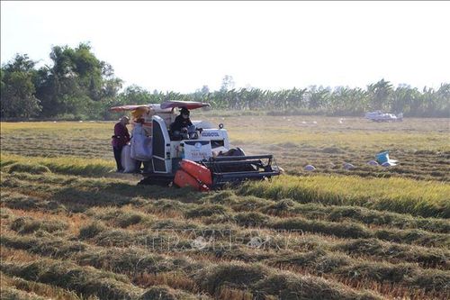 Các doanh nghiệp giữ đúng hợp đồng tiêu thụ lúa cho nông dân