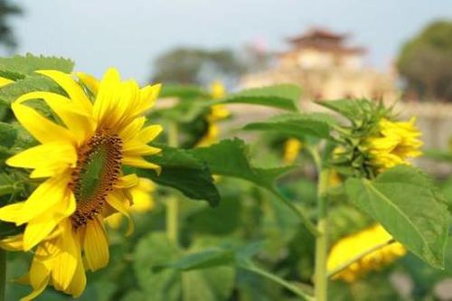 Giới trẻ thích thú 'check in' tại vườn hoa hướng dương 'gây sốt' ở Hà Nội