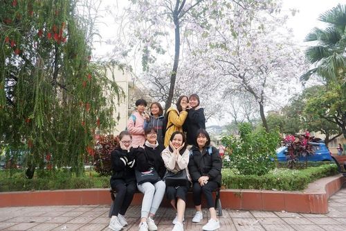 Sinh viên 'phát sốt' với hoa ban bung nở khắp sân trường