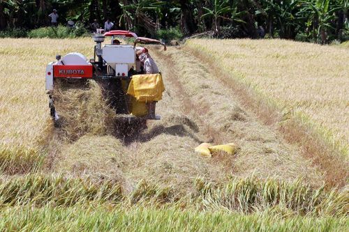 Long An đưa ra giải pháp đẩy mạnh tiêu thụ lúa gạo trong dân