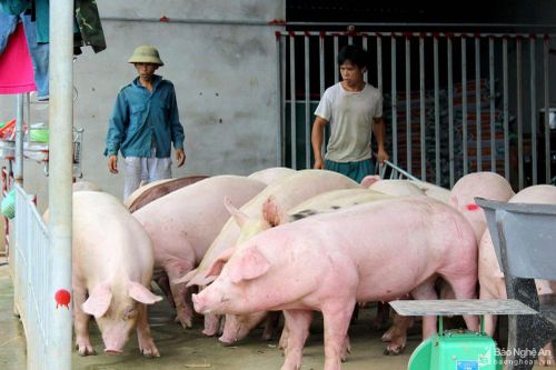 Giá lợn hơi giảm, người chăn nuôi Nghệ An thận trọng không xuất bán