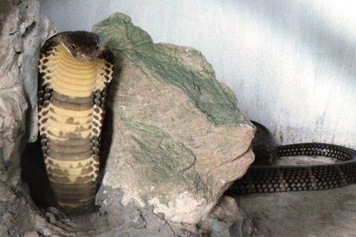 Bé trai 11 tuổi bị rắn hổ mang cắn nguy kịch khi ra đồng bắt cua