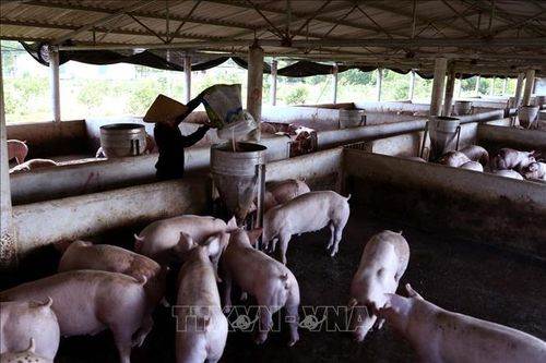 Hà Tĩnh kiểm soát vận chuyển, ngăn chặn bệnh dịch tả lợn châu Phi