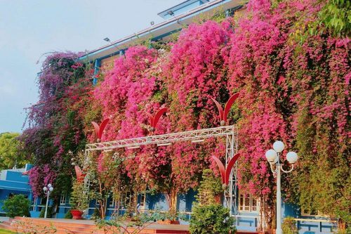 Đại học Thủ Dầu Một đẹp lung linh trong sắc màu hoa giấy