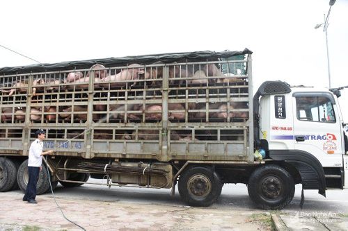 Cán bộ trạm kiểm dịch thờ ơ với tả lợn châu Phi: Giám đốc Sở NN&PTNT Nghệ An lên tiếng