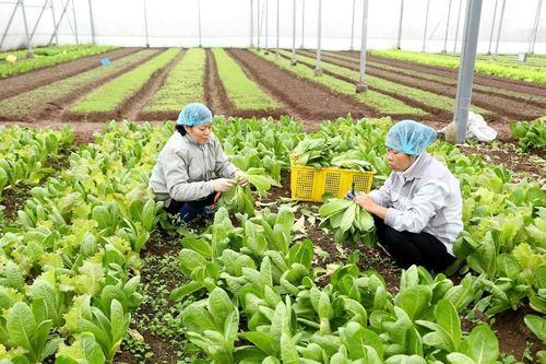 Kim ngạch xuất khẩu rau quả 2 tháng đầu năm giảm 9,9%