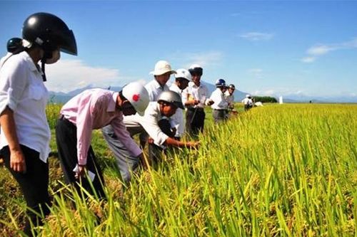 Mở rộng diện tích lúa hữu cơ