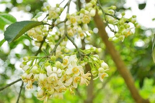 Thương nhớ hương bưởi Tháng 3