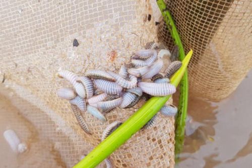 Cận cảnh 'sinh vật lạ' ăn hàng chục ha ngao giống ở Ninh Bình