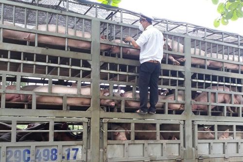 Đà Nẵng kiểm soát nghiêm ngặt lợn từ phía Bắc vào