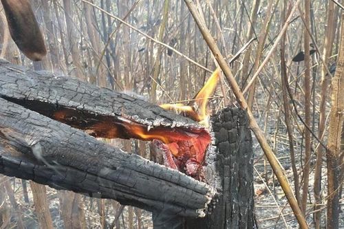 Bắc Giang sẽ xử lý nghiêm chủ rừng thiếu trách nhiệm để cháy rừng