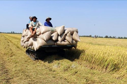 Giá lúa Đông Xuân tại Kiên Giang giảm 1.200 - 1.300 đồng/kg so với vụ mùa trước