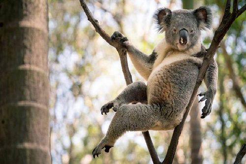 Gấu koala gây 'bão' mạng xã hội nhờ dáng ngồi gợi cảm