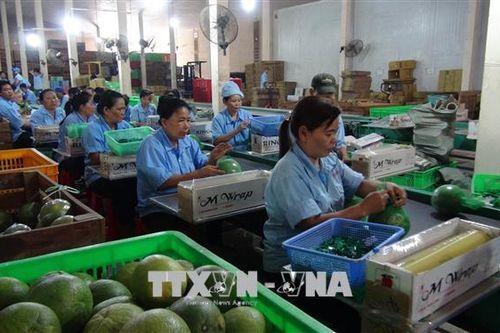 Sản xuất trái cây sạch để tăng giá trị xuất khẩu