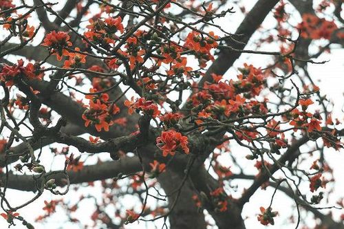 Chùm ảnh: Tháng 3 về, hoa gạo nở bung đỏ rực góc phố Hà Nội