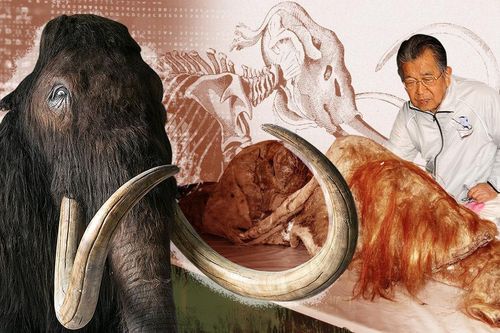 Nhà khoa học Nhật 90 tuổi muốn hồi sinh voi ma mút