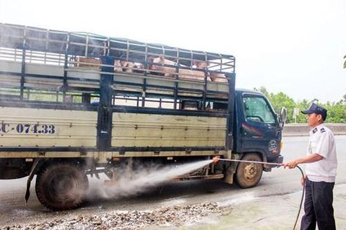 Dịch tả lợn châu Phi lan vào Thừa Thiên-Huế