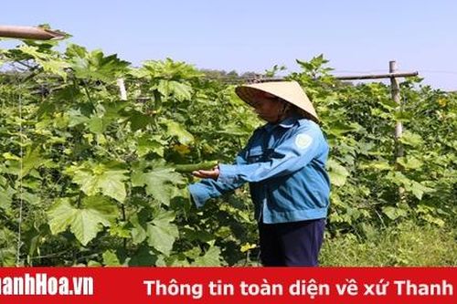 Huyện Thạch Thành phát triển sản xuất theo hướng nâng cao giá trị kinh tế