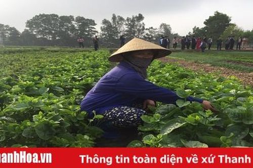 Huyện Triệu Sơn thực hiện 113 mô hình phát triển sản xuất trong xây dựng nông thôn mới