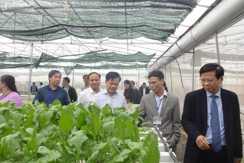 Yên Thành xây dựng 15 mô hình sản xuất nông nghiệp ứng dụng công nghệ cao