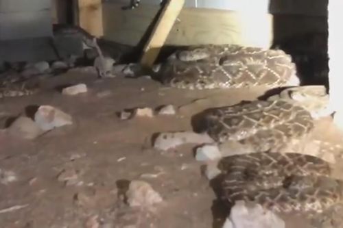 Tìm thấy 45 con rắn chuông dưới sàn nhà tại bang Texas