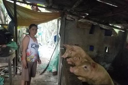 Tâm trạng của người chăn nuôi ở Huế khi dịch tả lợn châu Phi xuất hiện