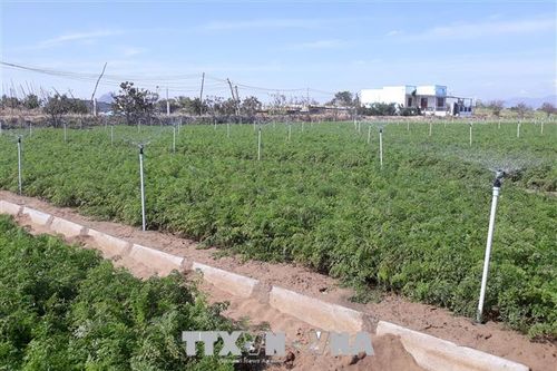 Ứng dụng công nghệ tưới tiết kiệm để phát triển bền vững nông thôn