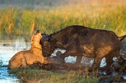 Phản ứng dữ dội của trâu mẹ khi nghé con bị sư tử tấn công