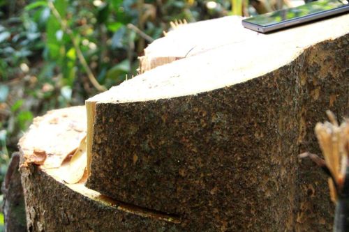 Rừng phòng hộ ở Quảng Nam lại 'chảy máu'