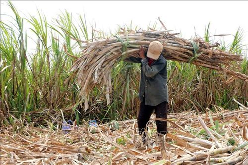 Nông dân Sóc Trăng chuyển đổi cây trồng do giá mía xuống quá thấp