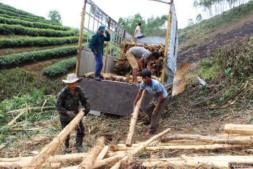 Ông Trương Đình Tuyển nói về mục tiêu 500 triệu USD từ xuất khẩu gỗ của Nghệ An