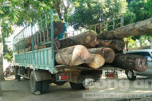 Gặp kiểm lâm, tài xế chở gỗ lậu 'khủng' bỏ xe chạy trốn