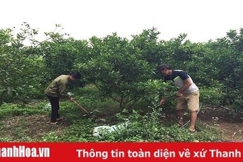 Xã Xuân Hòa phát triển hơn 170 ha cây ăn quả có múi