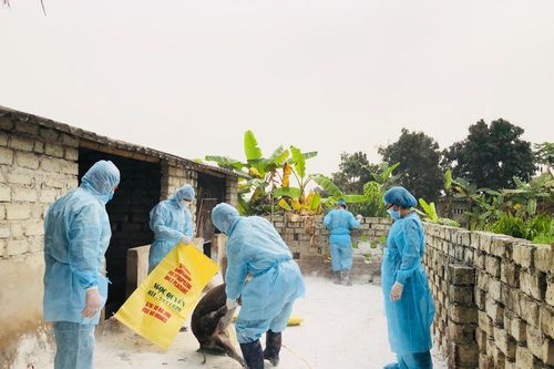 Dịch tả lợn châu Phi lan rộng ở thành phố Uông Bí và thị xã Đông Triều
