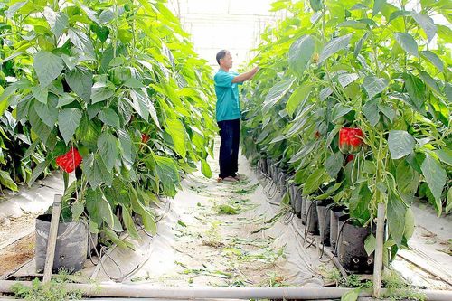 Tưới khỏe giữa mùa khô