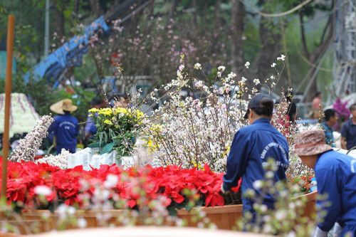 40.000 cành hoa anh đào chuyển từ Nhật Bản tới Hà Nội