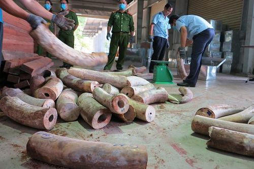 Làm rõ đường dây buôn lậu ngà voi vào Việt Nam