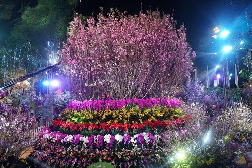 Khai mạc lễ hội hoa anh đào Nhật Bản – Hà Nội 2019