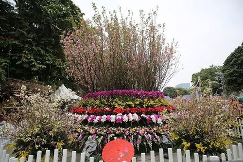 Chùm ảnh: Người Hà Nội háo hức chụp ảnh tại lễ hội hoa anh đào Nhật Bản - Hà Nội 2019