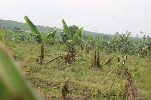 Tan hoang bãi chuối trăm ha trong siêu dự án nghìn tỷ nuôi bò Bình Hà