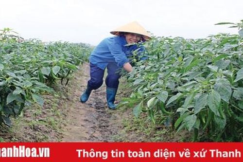 Xã Dân Lý nâng cao hiệu quả kinh tế trong phát triển nông nghiệp