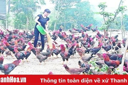 Đẩy mạnh liên kết để tháo gỡ khó khăn cho ngành chăn nuôi