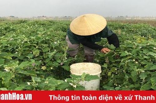 Những hạn chế trong chuyển đổi cơ cấu cây trồng