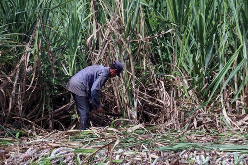 Giấc mơ về một cánh đồng mía lớn