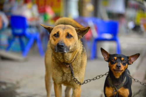 Chủ chó không rọ mõm khi ra đường: 'Tôi kiểm soát được nó'
