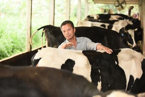Sữa tươi Cô Gái Hà Lan đã chinh phục mẹ như thế nào suốt hơn 145 năm qua?