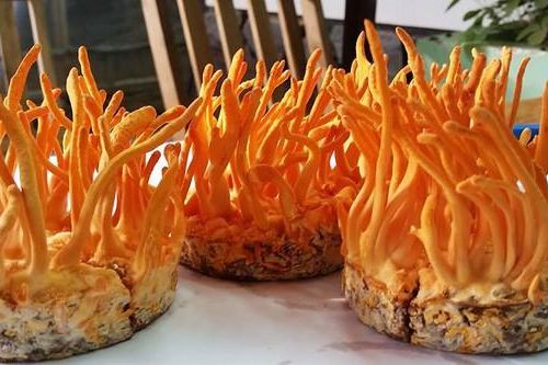 Tác dụng tăng cường sinh lực nam giới của Đông trùng Hạ thảo